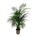 Areca-Palme (Dypsis lutescens) – pflegeleichte Zimmerpflanze, Höhe ca. 140 cm