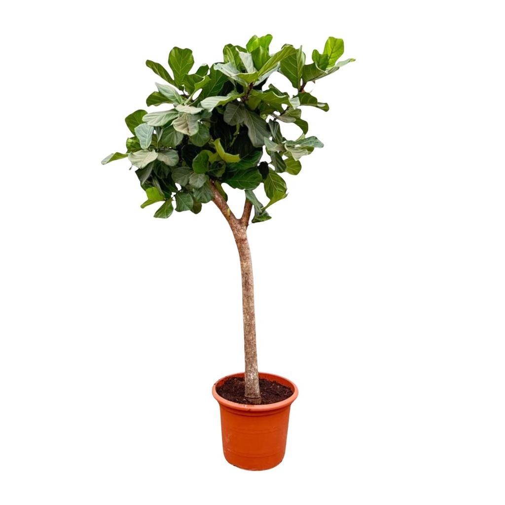 Ficus Lyrata tree XXXL - 230cm - ø40-45