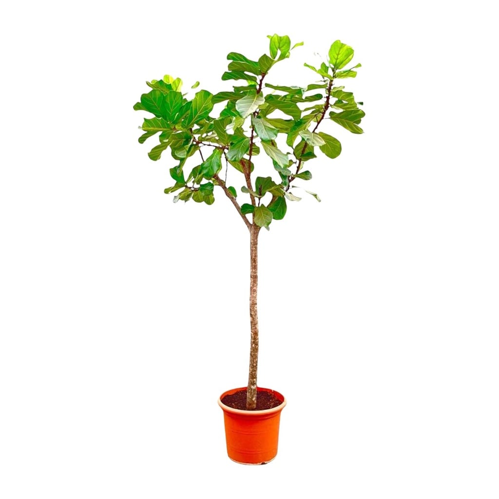 Ficus Lyrata tree XXXL - 270cm - ø45