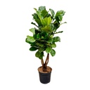 Geigenfeige (Ficus lyrata) – pflegeleichte Zimmerpflanze, Höhe ca. 170 cm