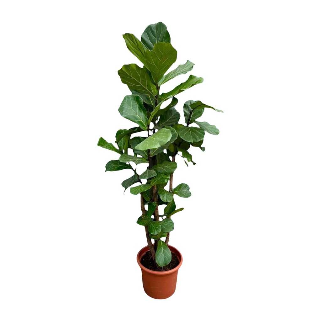 Ficus Lyrata branched XXL - 200cm - ø45-50 cm