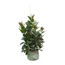 Gummibaum (Ficus robusta) – pflegeleichte Zimmerpflanze, Höhe ca. 150 cm