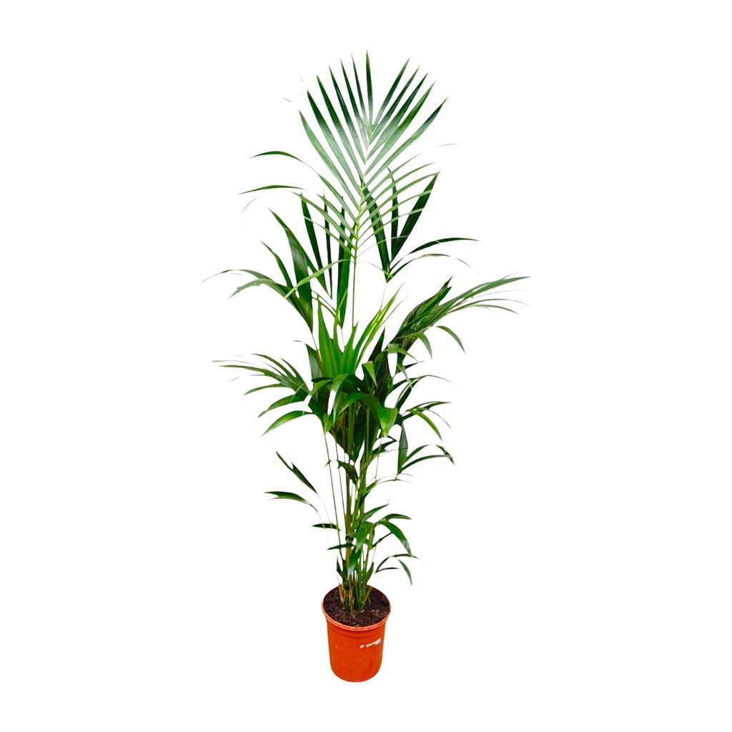 Kentia palm - 180cm - ⌀21 -25