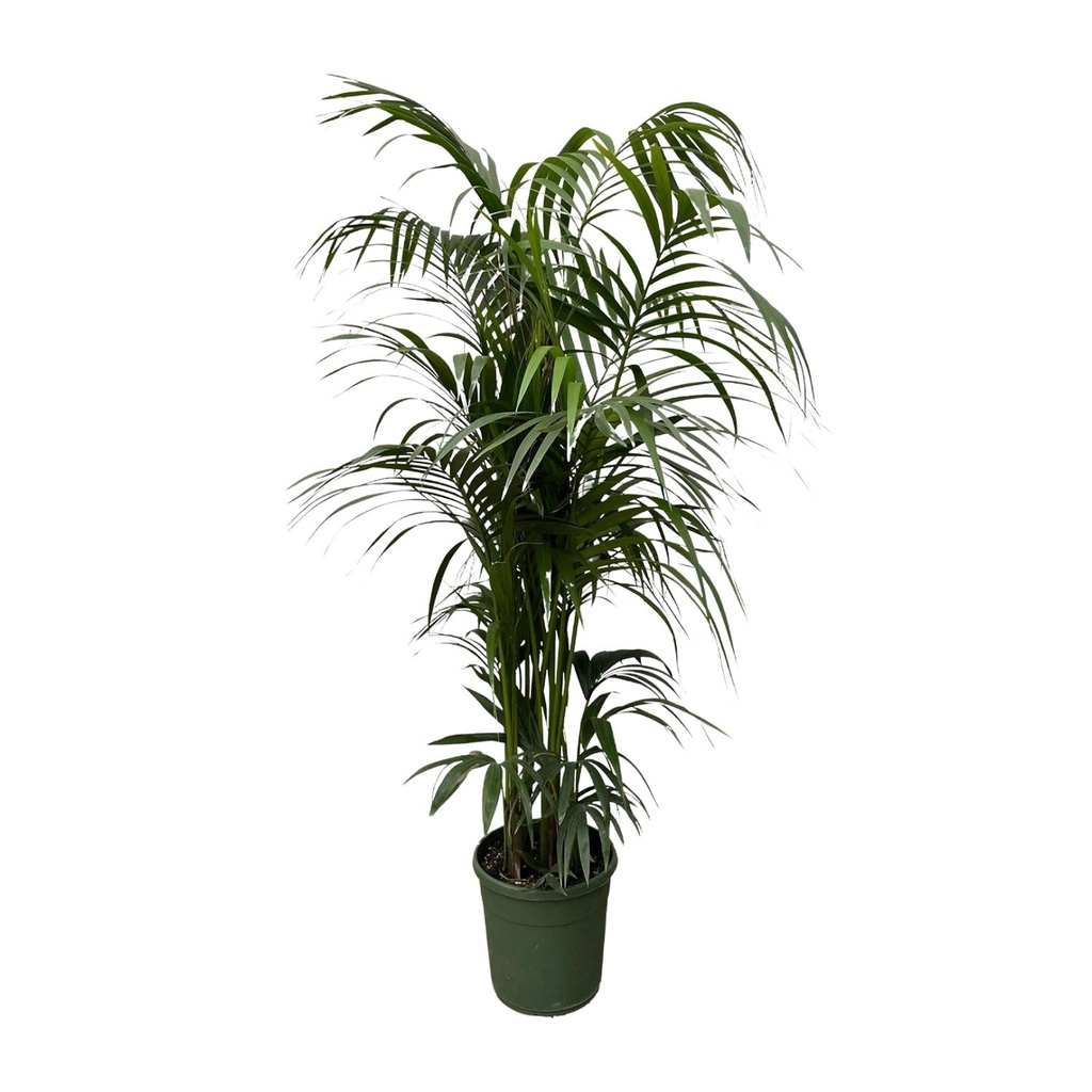 Kentia-Palme (Tracheophyta) – pflegeleichte Zimmerpflanze, Höhe ca. 220 cm