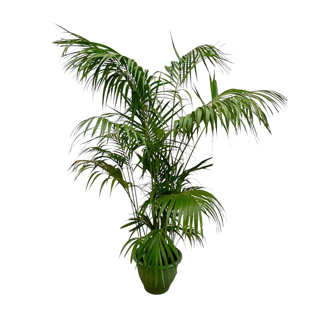 Kentia Palm XXL - 275cm - ø32-40cm