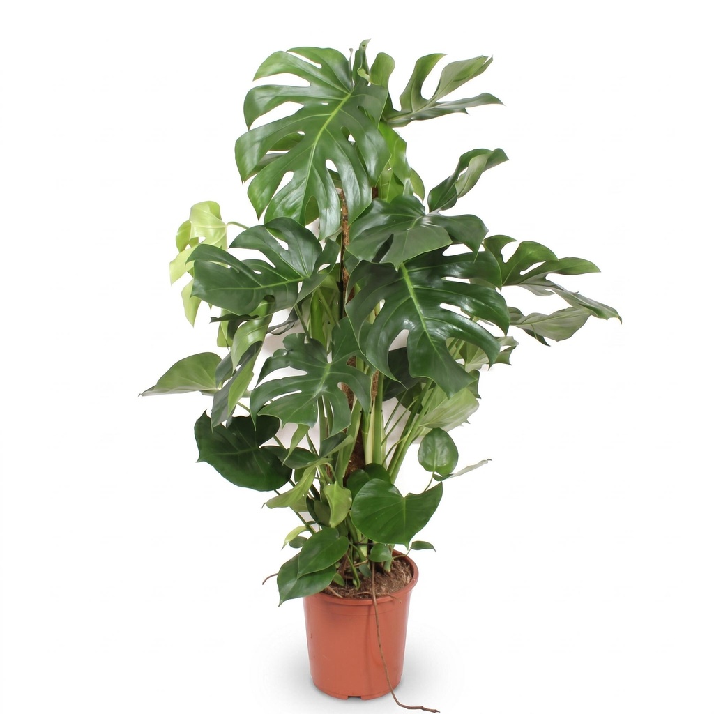 Monstera Deliciosa XXL - 140cm - ⌀24