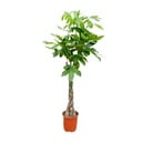 Glückskastanie (Pachira aquatica) – pflegeleichte Zimmerpflanze, Höhe ca. 100 cm