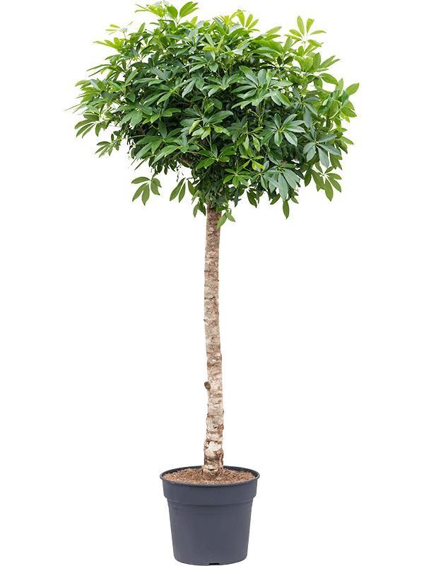 Schefflera on stem - 200cm - ø40