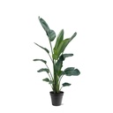 Baumstrelitzie 'Nicolai' (Strelitzia nicolai) – pflegeleichte Zimmerpflanze, Höhe ca. 225 cm