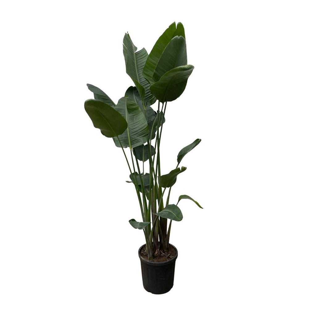 Strelitzia Nicolai XXL - 250 cm - ø34-50