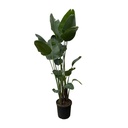 Baumstrelitzie 'Nicolai' (Strelitzia nicolai) – pflegeleichte Zimmerpflanze, Höhe ca. 250 cm