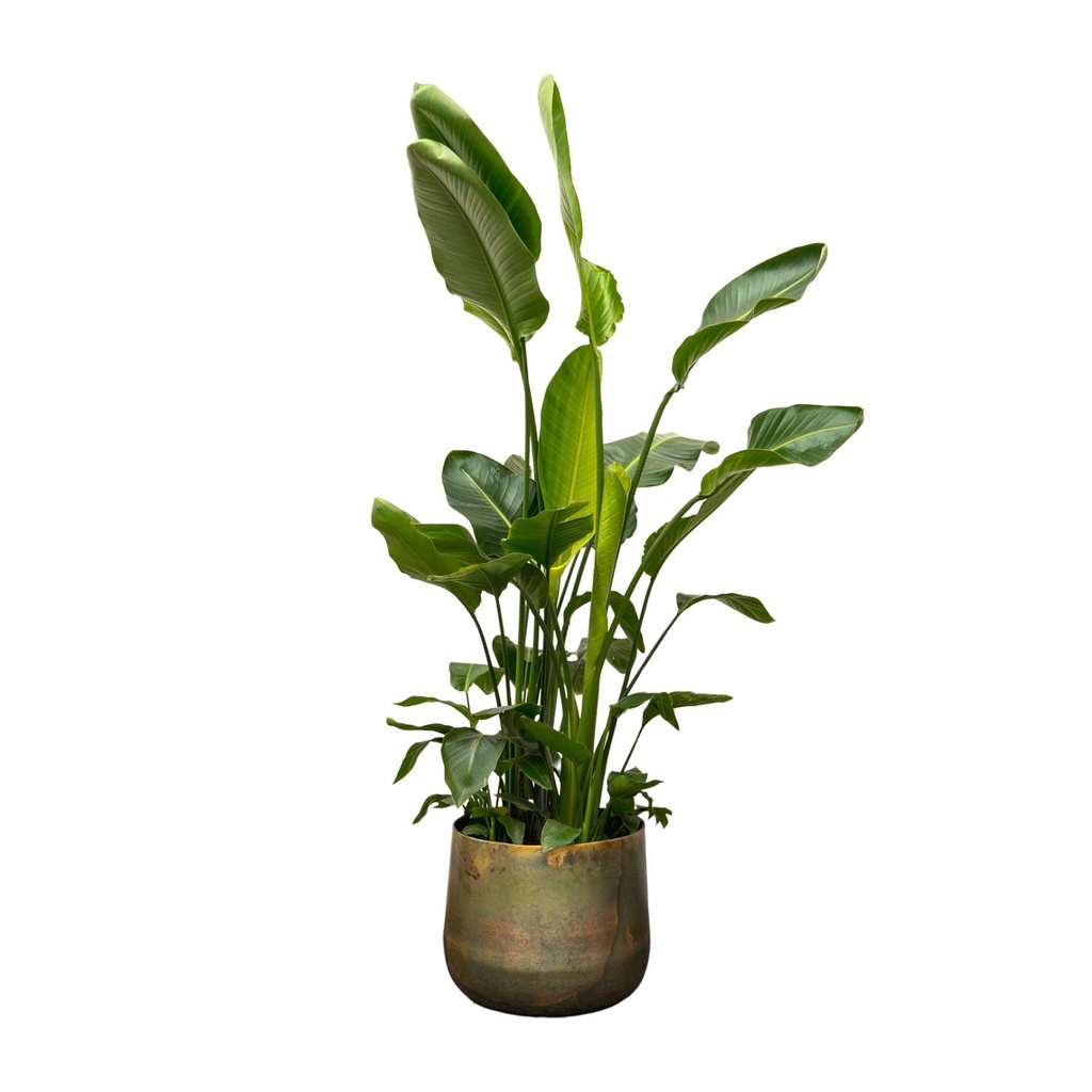 Strelitzia Nicolai de luxe XXL - 250 cm - ø40