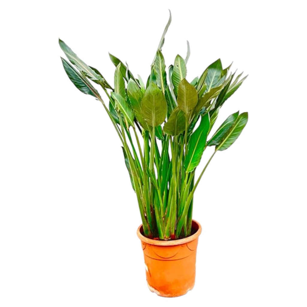 Paradiesvogelblume (Strelitzia reginae) – pflegeleichte Zimmerpflanze, Höhe ca. 150 cm