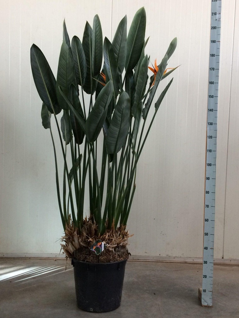 Strelitzia Reginae XXL - 180cm - ø50