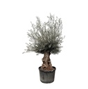 Olivenbaum (Olea europaea) – pflegeleichte Zimmerpflanze, Höhe ca. 270 cm