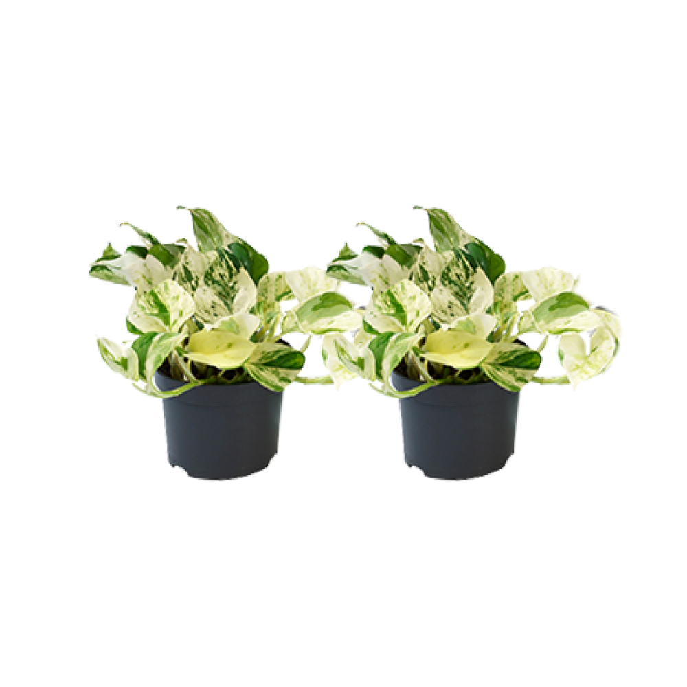 Efeutute 'Happy Leaf' (Epipremnum aureum) – pflegeleichte Zimmerpflanze, Topf-Ø 12 cm, Höhe ca. 12 cm