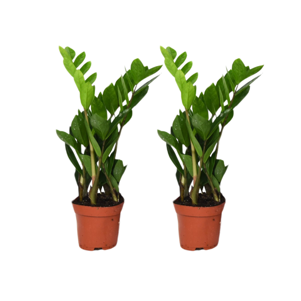 Glücksfeder (Zamioculcas zamiifolia) – pflegeleichte Zimmerpflanze, Höhe ca. 40 cm