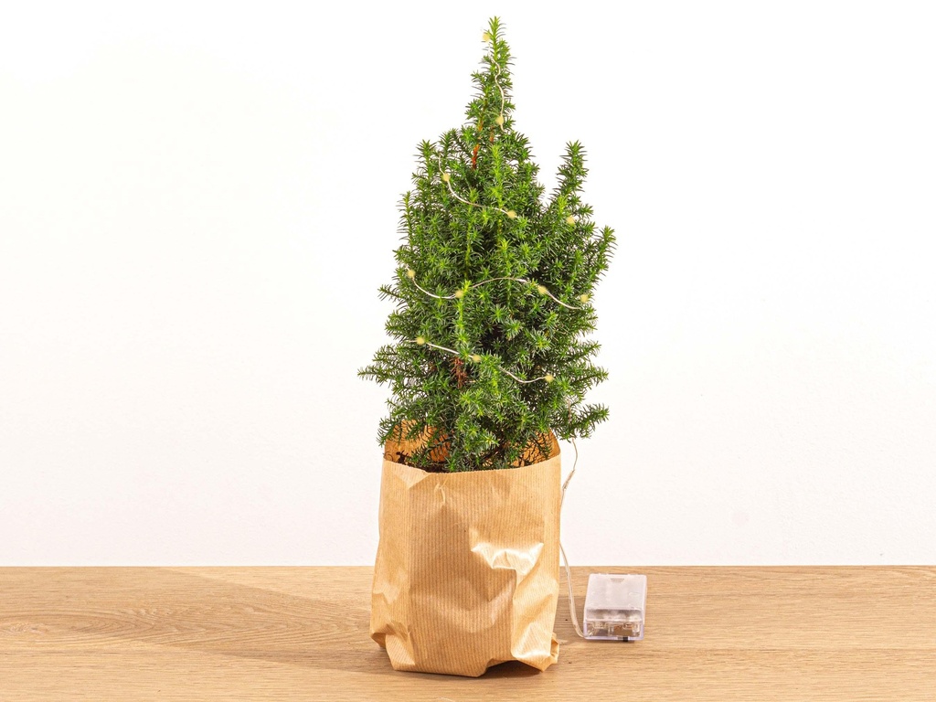 Mini-Weihnachtsbaum - Chamaecyparis - 25-30 cm hoch + Beleuchtung