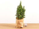 Mini-Weihnachtsbaum - Chamaecyparis - 25-30 cm hoch + Beleuchtung