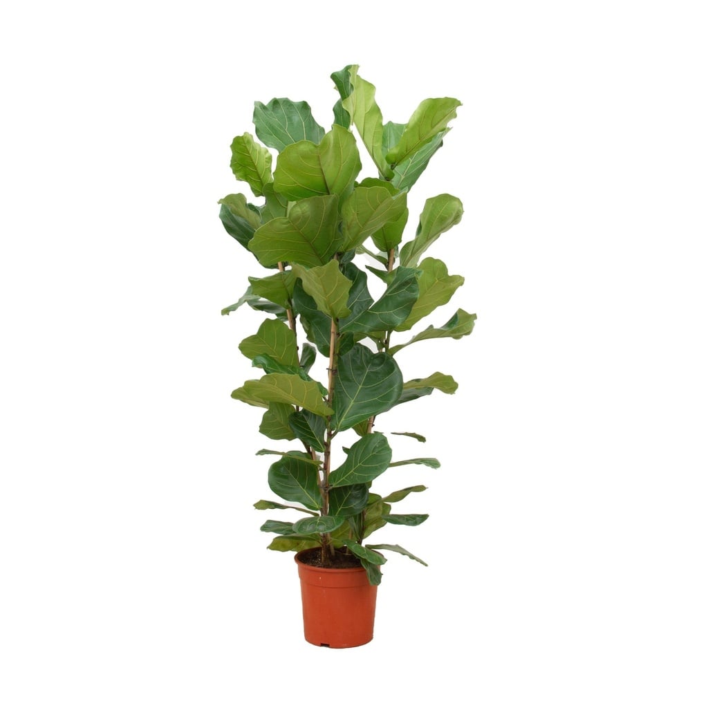 Ficus Lyrata bush - 140 cm - Ø27