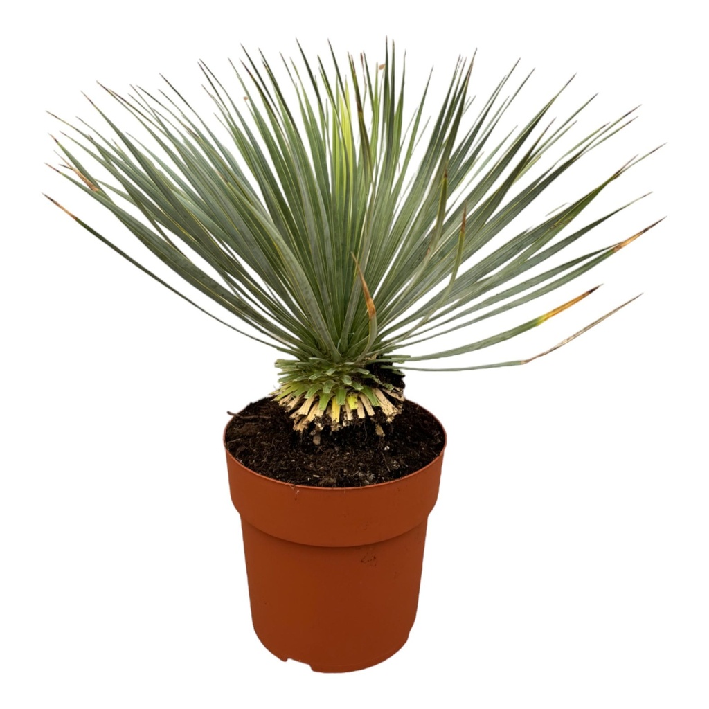 Yucca Rostrata on stem - 70 cm - Ø30