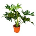 Baumfreund (Philodendron selloum) – pflegeleichte Zimmerpflanze, Höhe ca. 60 cm