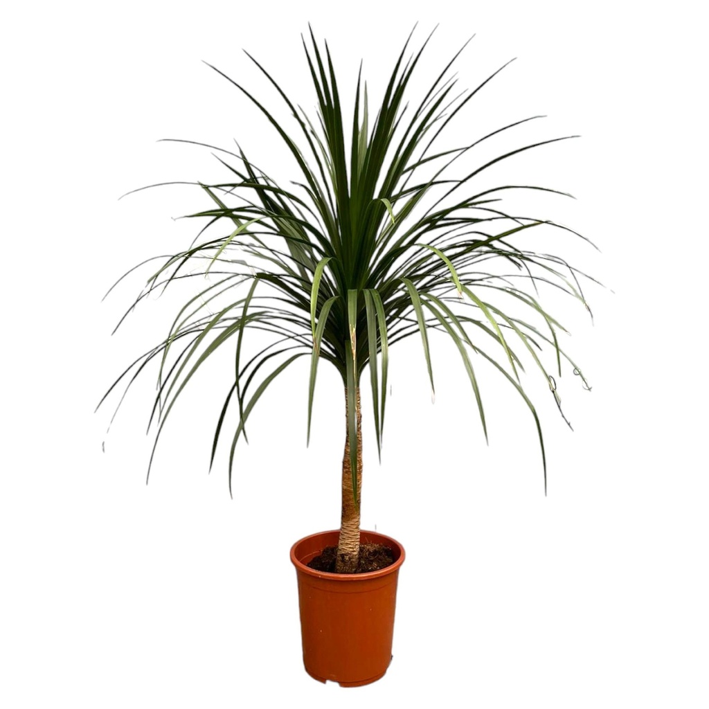 Dracaena Draco - 120 cm - ø30