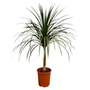 Dracaena Draco - 120 cm - ø30