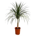 Kanarischer Drachenbaum (Dracaena draco) – pflegeleichte Zimmerpflanze, Höhe ca. 120 cm
