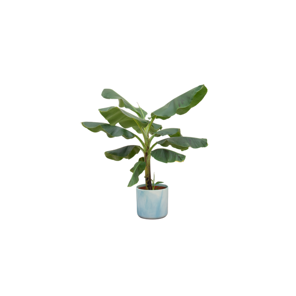 Kombiangebot - Bananenpflanze (Musa) inklusive Ocean Round atlantic blue Ø22 - 110 cm