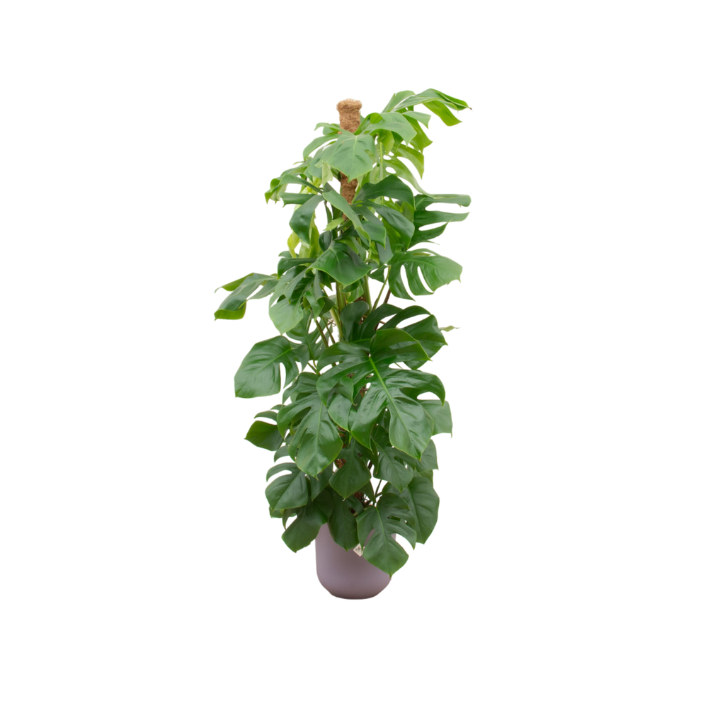 Combi deal - Monstera Pertusum XL including elho Jazz Round lilac Ø26 - 150 cm