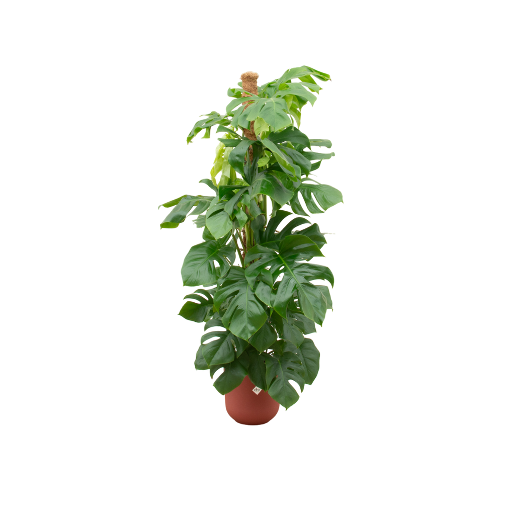 Kombi-Angebot - Monstera Pertusum XL inklusive elho Jazz Round Rot Ø26 - 150 cm