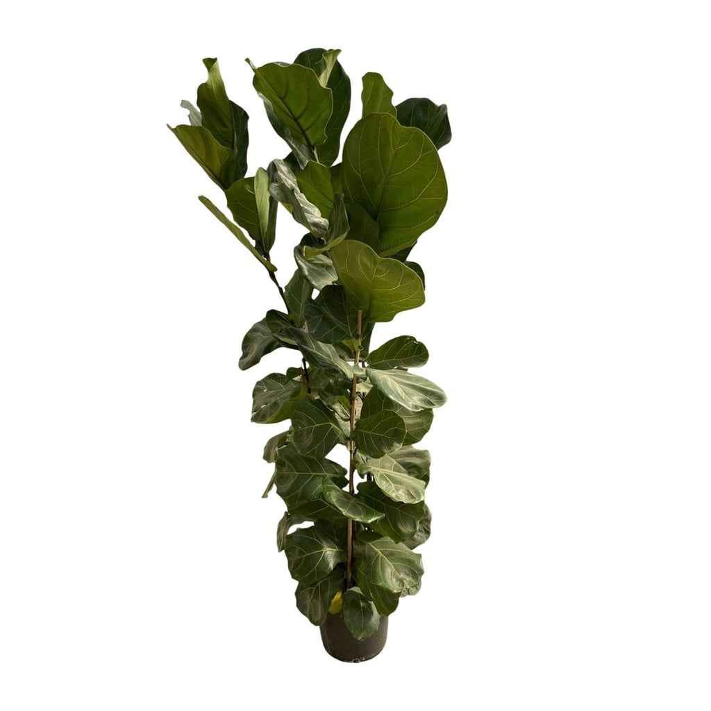 Ficus Lyrata bush - 170 cm - Ø27