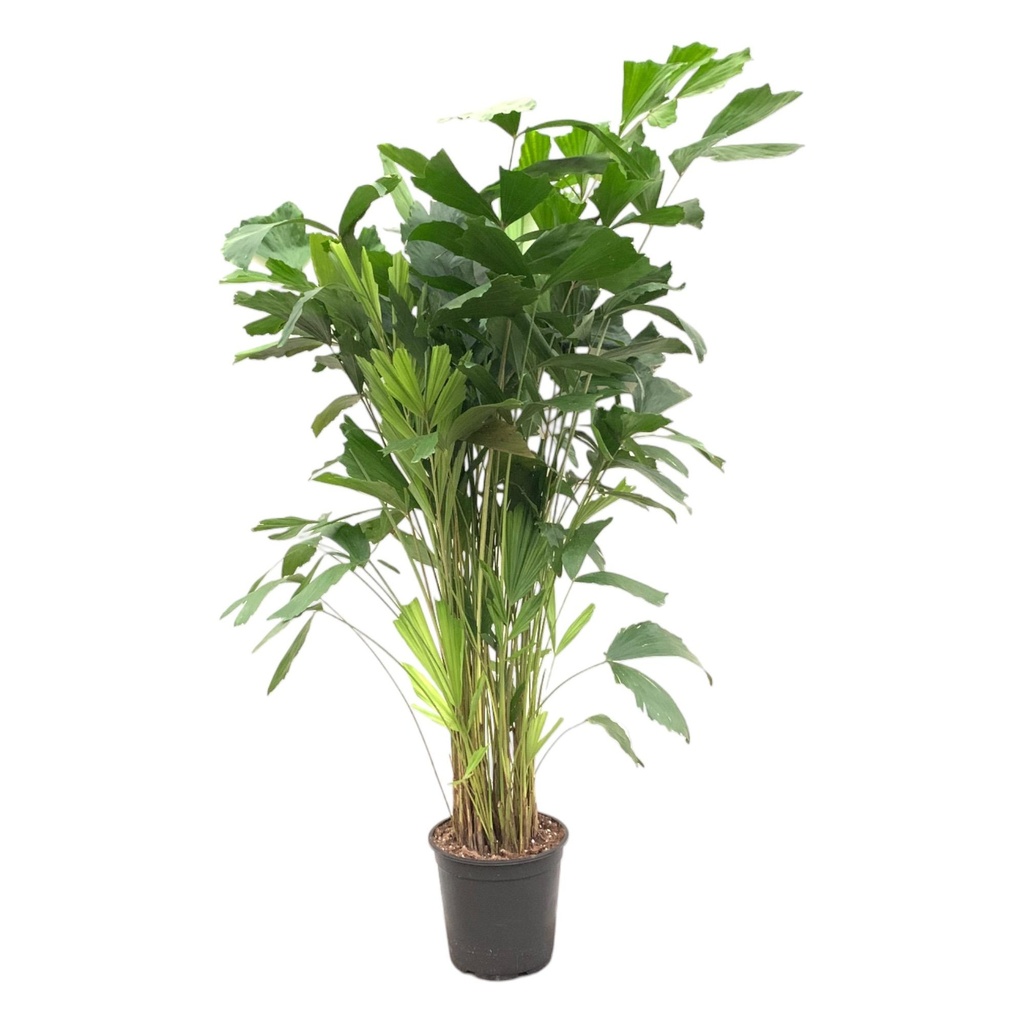 Fischschwanzpalme (Caryota mitis) – pflegeleichte Zimmerpflanze, Höhe ca. 150 cm