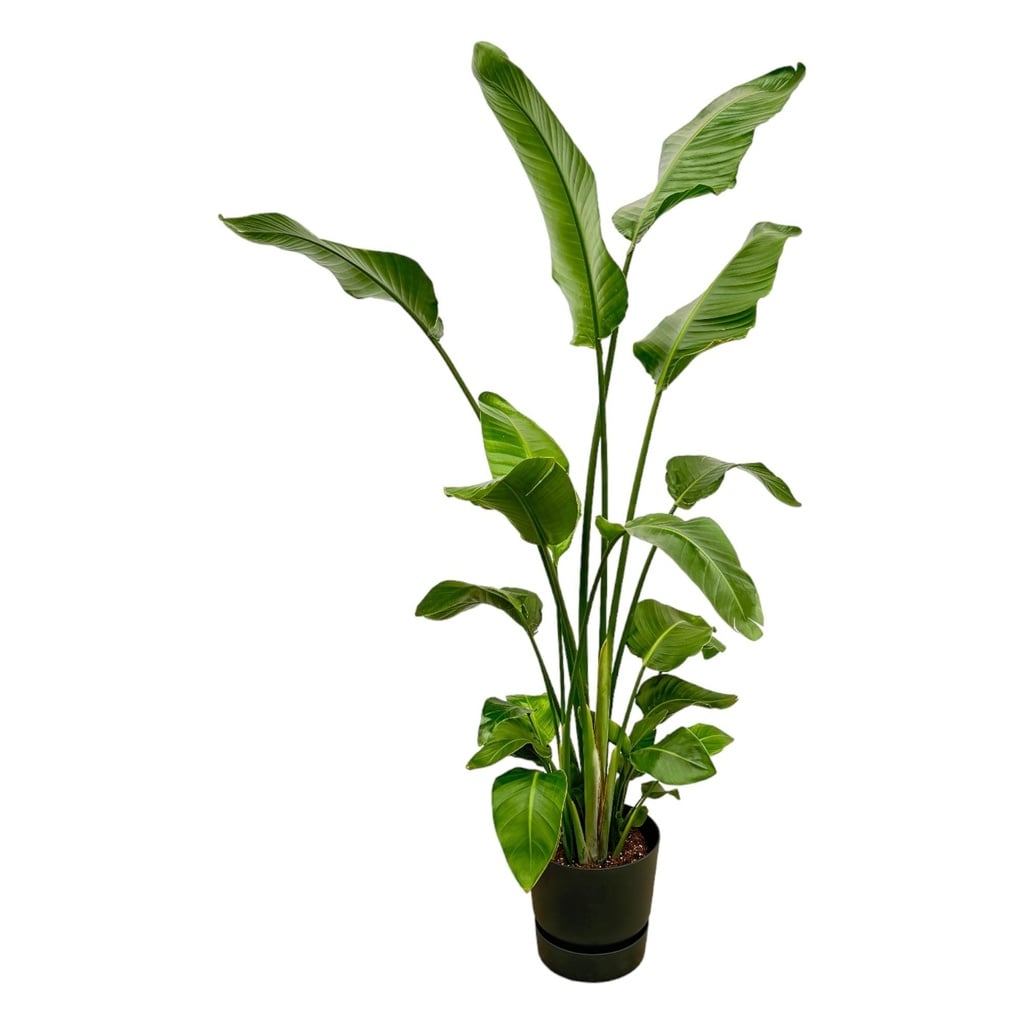 Riesen-Paradiesvogel 'Nicolai' (Strelitzia nicolai) – pflegeleichte Zimmerpflanze, Höhe ca. 180 cm
