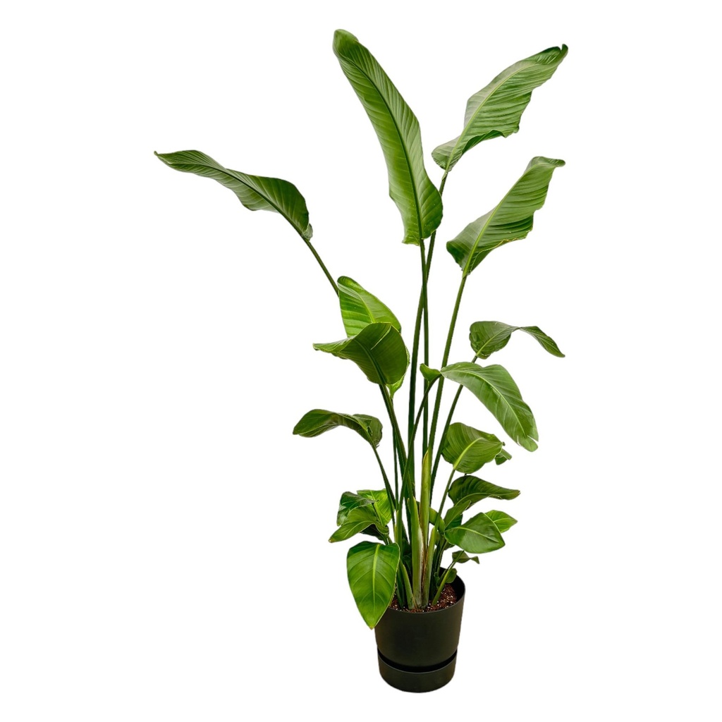 Strelitzia Nicolai including elho Greenville Round black - 180 cm - Ø30