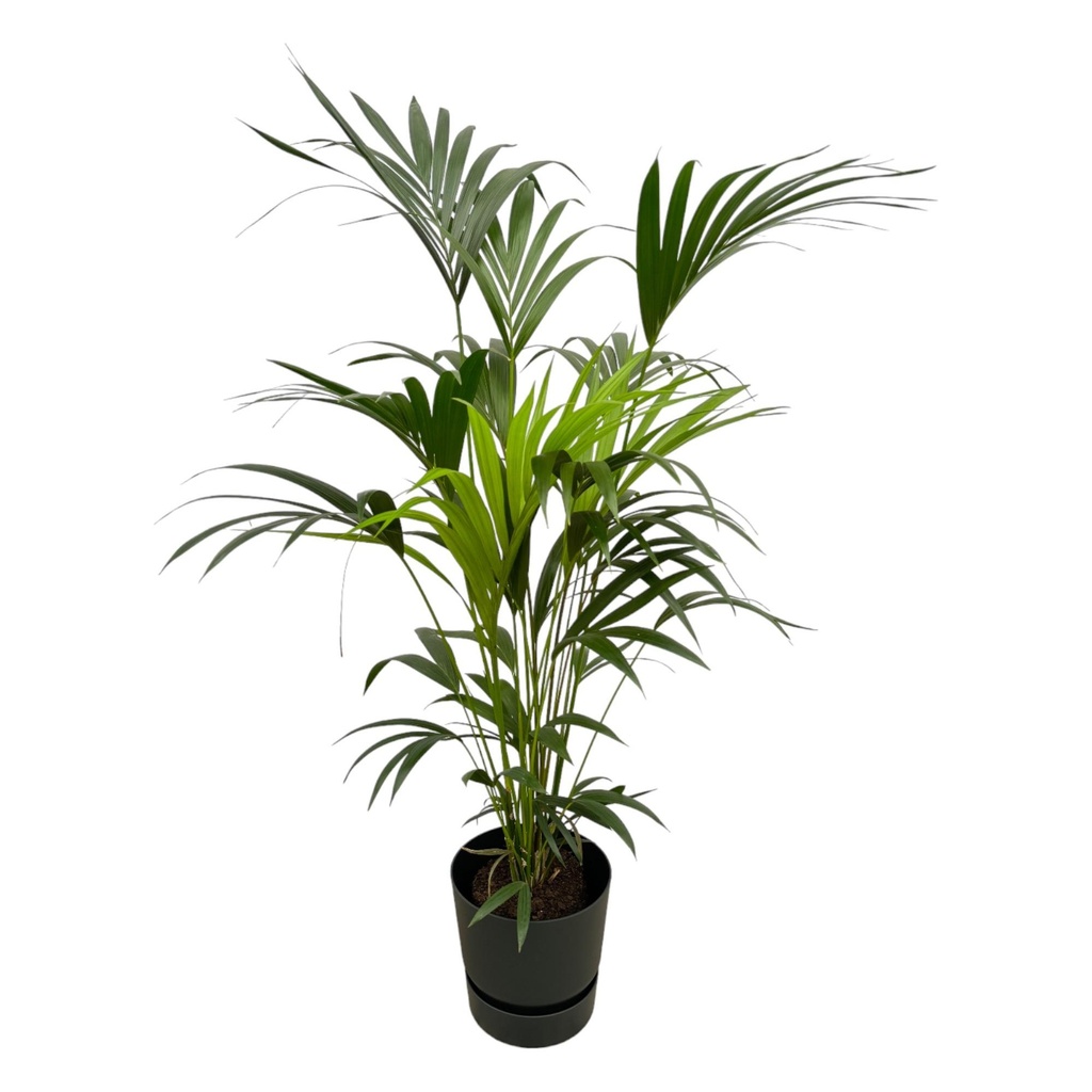 Kentia-Palme (Kentia-palme inklusive) – pflegeleichte Zimmerpflanze, Höhe ca. 160 cm