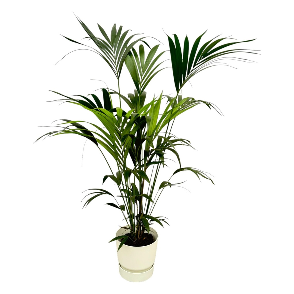 Kentia-Palme (Kentia-palme inklusive) – pflegeleichte Zimmerpflanze, Höhe ca. 160 cm