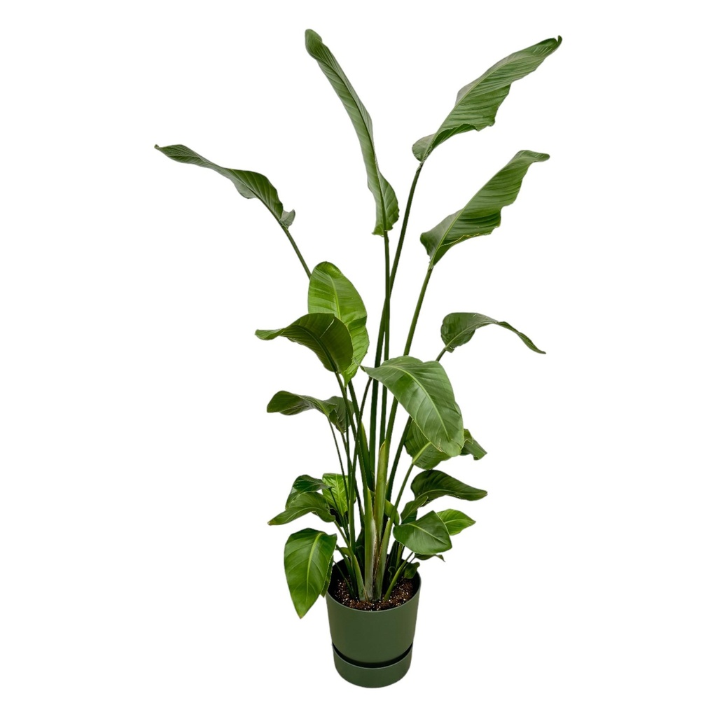 Strelitzia Nicolai including elho Greenville Round green - 170 cm - Ø30