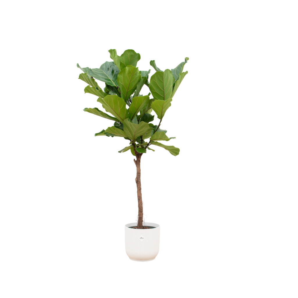 Ficus Lyrata Stamm inklusive elho Vibes Fold Round Weiß - 150 cm - Ø30