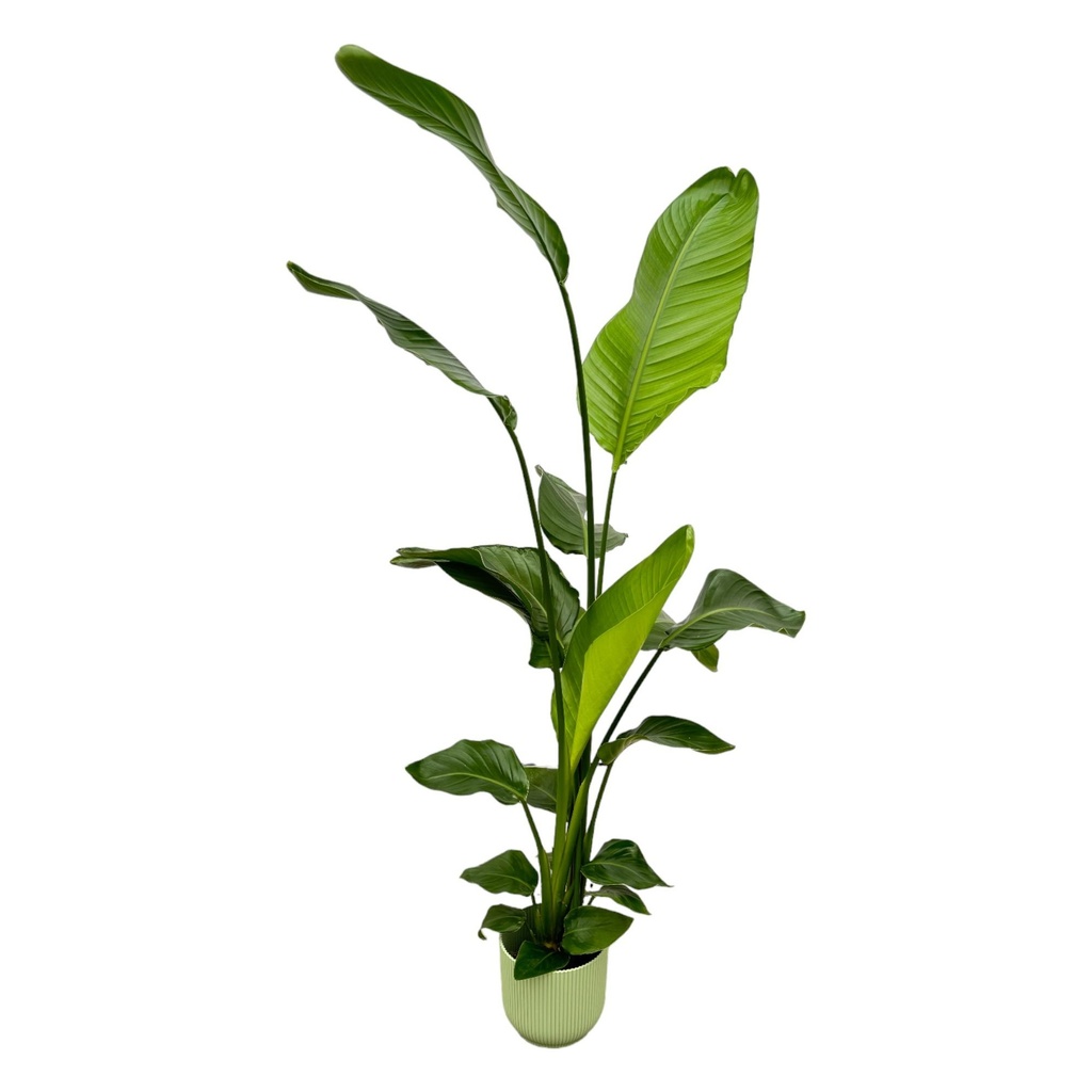 Strelitzia Nicolai including elho Vibes Fold Round green - 130 cm - Ø18