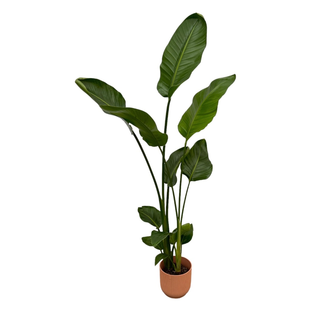 Strelitzia Nicolai including elho Vibes Fold Round pink - 100 cm - Ø18