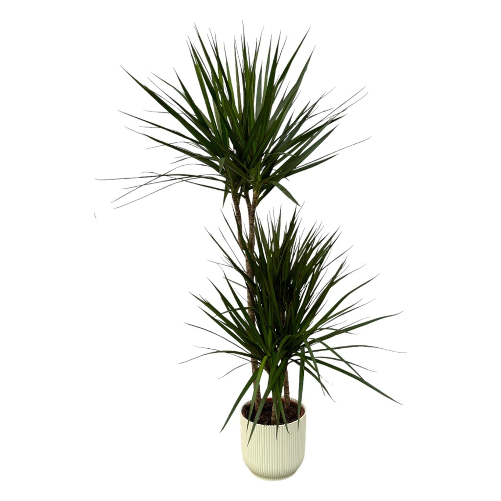 Dracaena Marginata - ↨120cm - Ø21cm inklusive elho Vibes Fold Round Weiß D22xH20