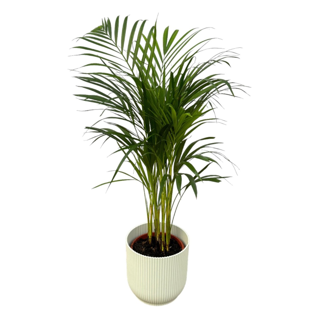 Areca palm - ↨85cm - Ø19cm including elho Vibes Fold Round white D22xH20