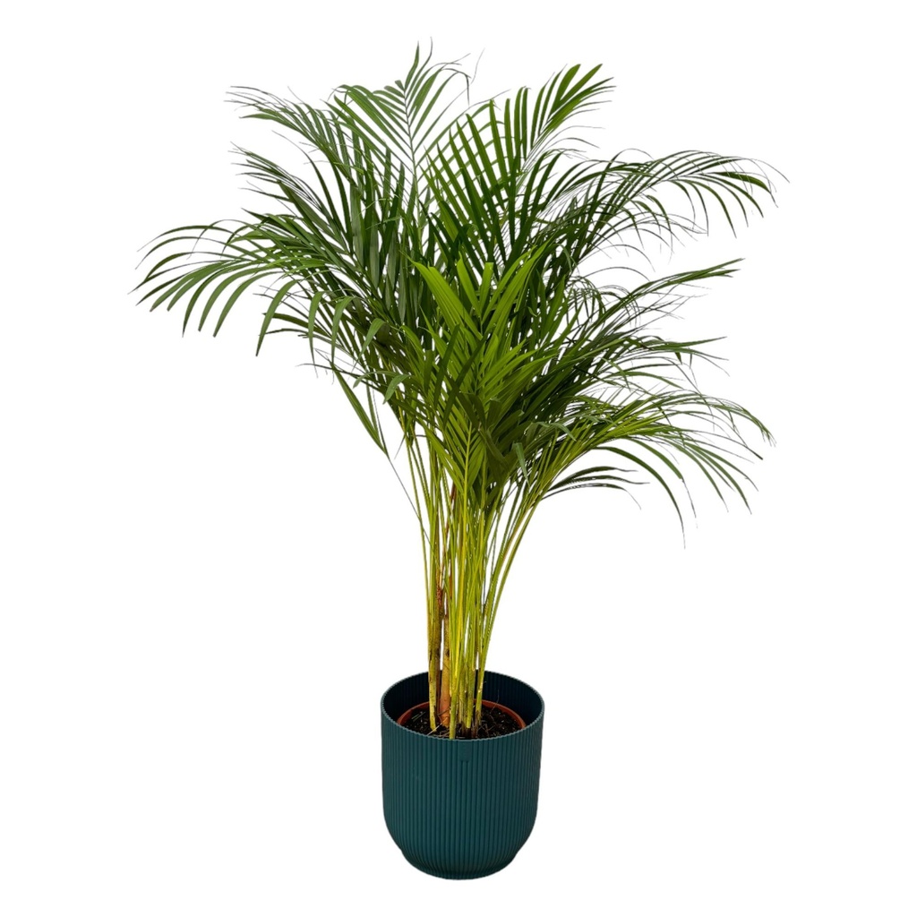 Areca palm - ↨130cm - Ø24cm including elho Vibes Fold Round blue D30xH27