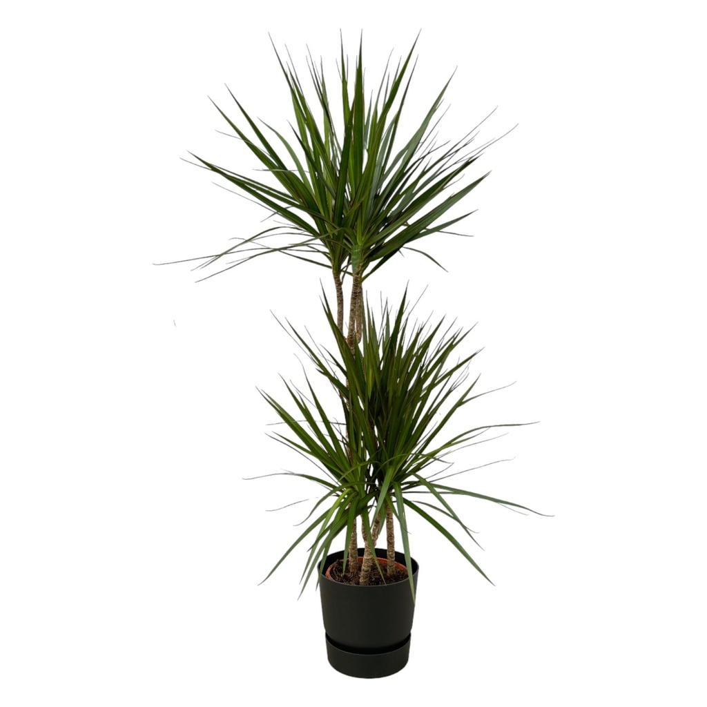 Dracaena Marginata - ↨120cm - Ø21cm including elho Greenville Round black D24xH23