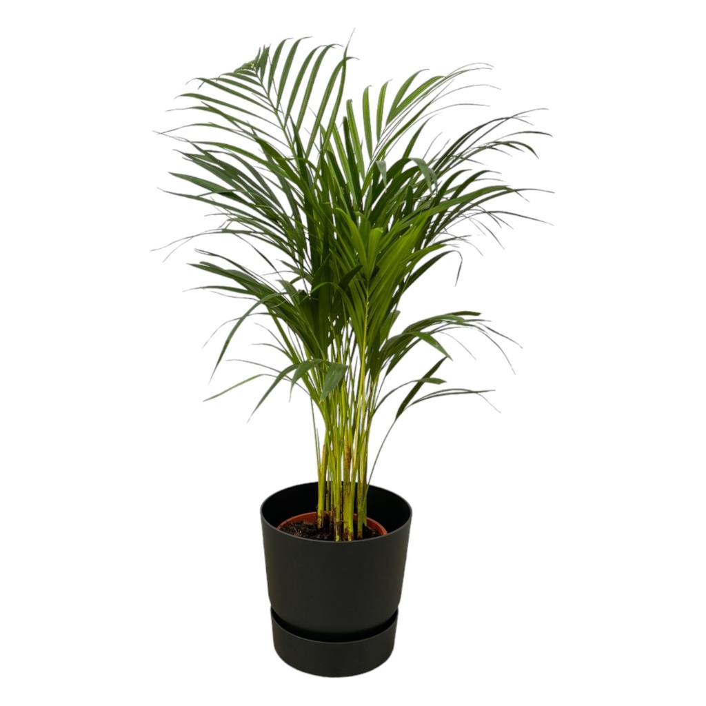 Areca palm - ↨85cm - Ø19cm inklusive elho Greenville Round schwarz D24xH23