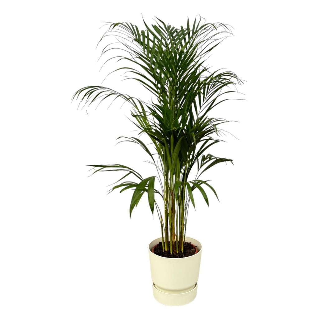 Goldfruchtpalme (Areca) – pflegeleichte Zimmerpflanze, Topf-Ø 21 cm, Höhe ca. 110 cm