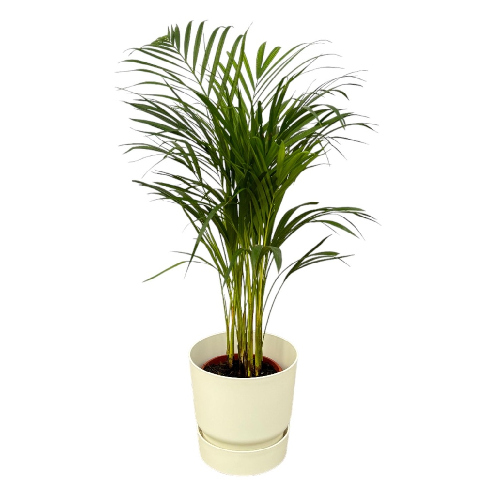 Areca palm - ↨70cm - Ø19cm inklusive elho Greenville Round weiß D24xH23
