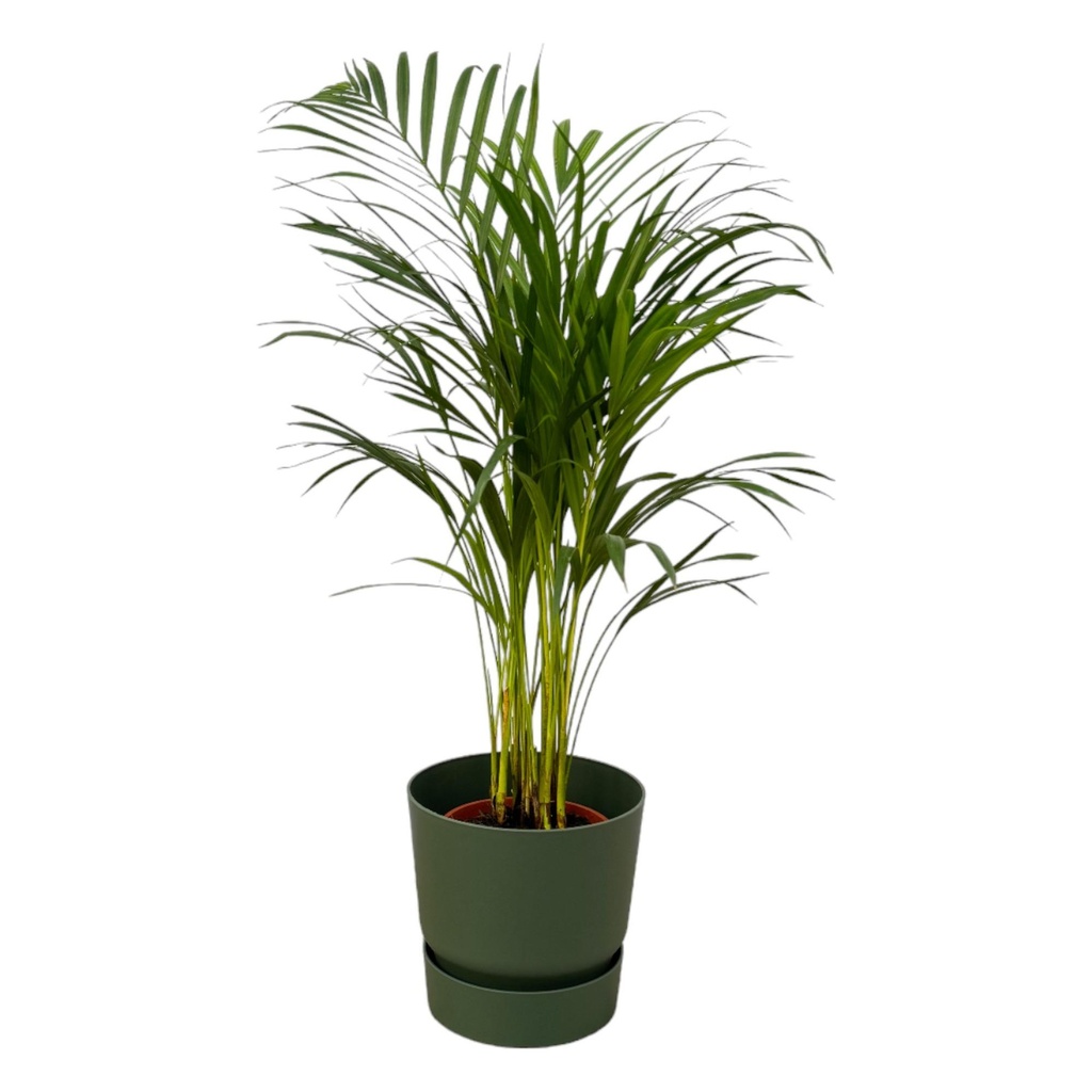Areca palm - ↨85cm - Ø19cm including elho Greenville Round green D24xH23